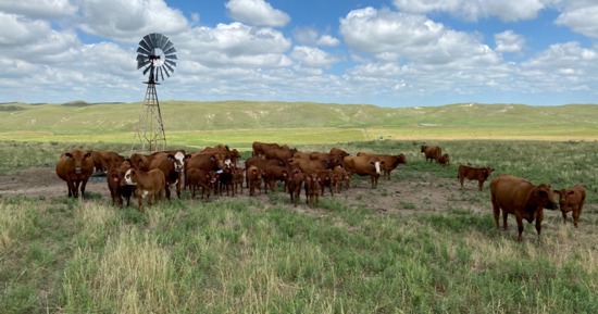 Nebraska Extension to host drought outlook webinar for cattle producers