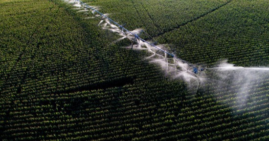 Lower crop prices and tighter margins contributed to declines in Nebraska cropland values, while strong cattle markets supported higher pasture values, according to the 2026 Nebraska Farm Real Estate Market Survey. (Craig Chandler/University Communication and Marketing)
